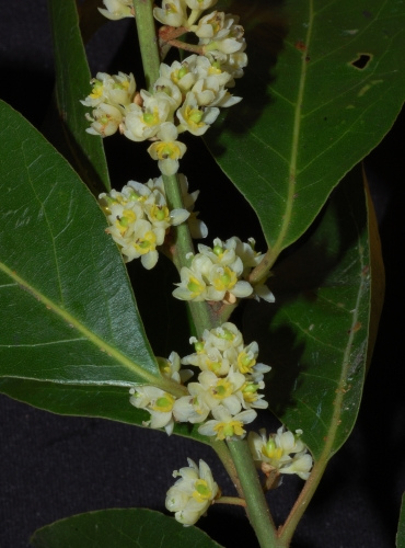 Laurus Nobilis